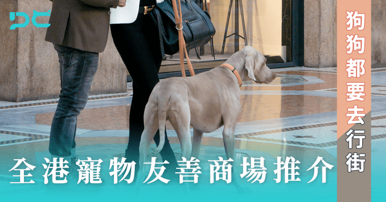 PetbleCare 寵物保險 香港 領養狗狗 領養貓貓 考慮問題 幼犬 幼貓 成犬 成貓 因素 狗保險 買寵物保險 動物保險 貓保險 比較 行街 寵物友善商場 商場 濕平 入商場 貓貓 狗狗 寵物