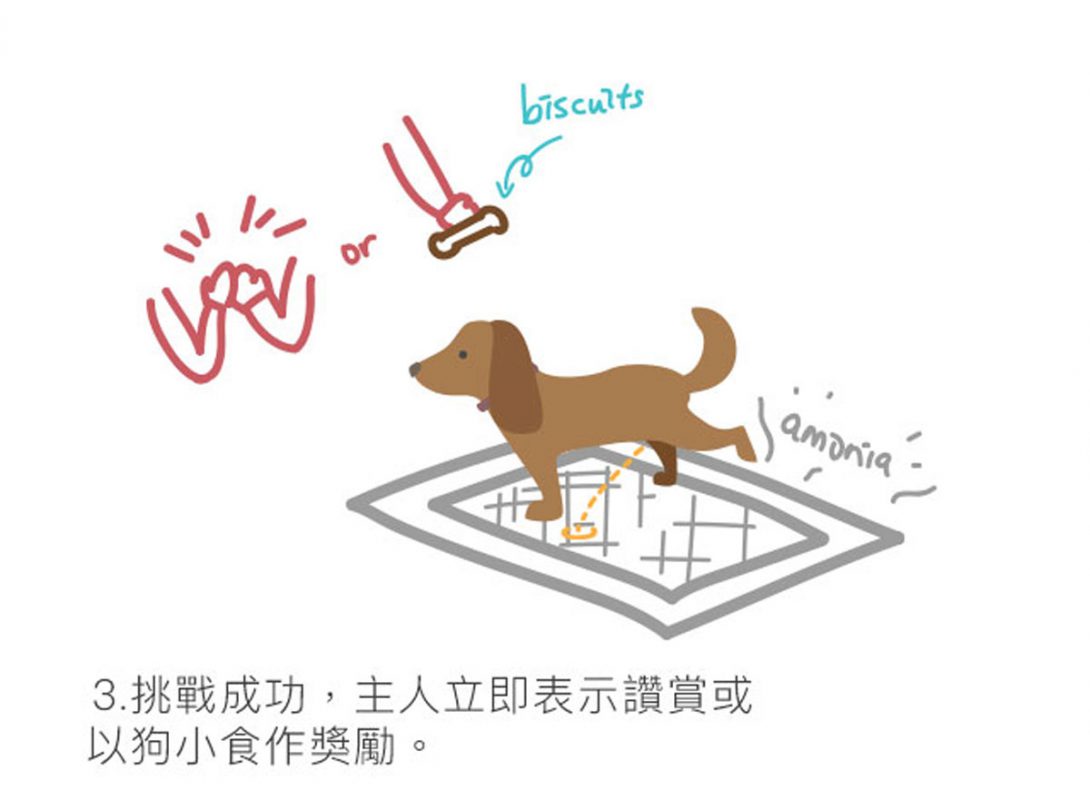 狗狗正向訓練 小便 PetbleCare 寵物保險